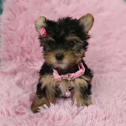 Beautiful Yorkshire puppies for adoption