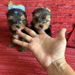 Beautiful Yorkshire Puppies
