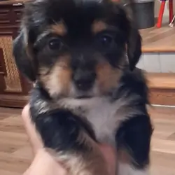 8 week old Dorkies