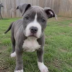Welcome! I’m a lifelong dog lover dedicated to hel