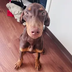 Doberman Pincher Puppies