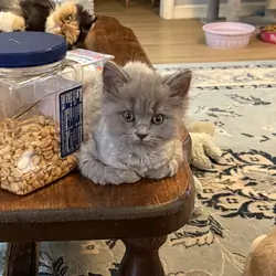 CFA Male Blue Persian kitten