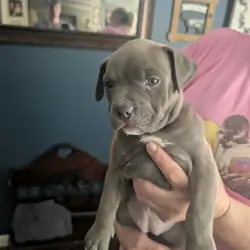 Grey pit puppies