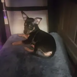 Chihuahua Puppy
