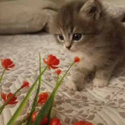 Cuddly Kittens