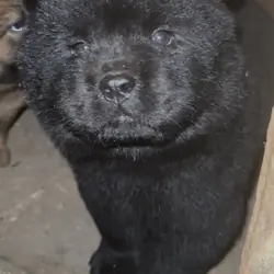 Chow Puppies