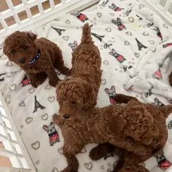 A 10 weeks old Toy Poodle