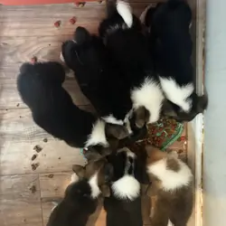 Corgis