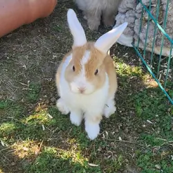 Cute Rabbits