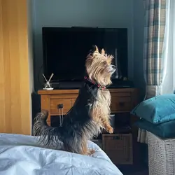 Female Yorkshire Terrier