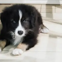 Mini Australian Shepard Puppy