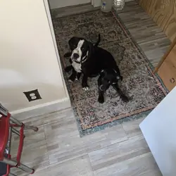 Puppies