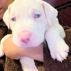 Catahoula leopard mix puppies