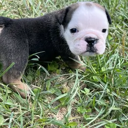 AKC English Bulldog