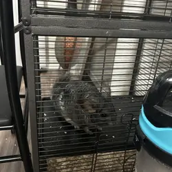 Grey chinchilla