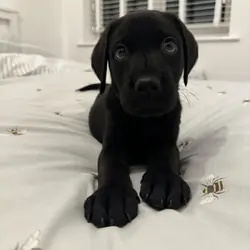 Sweet Black Labrador Retriever Pup 8 Weeks Old & L
