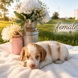 Brittany spaniel