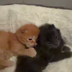 Kittens