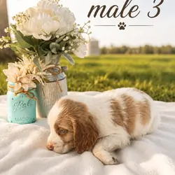 Brittany Spaniel Male