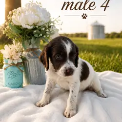 Male Brittany Spaniel