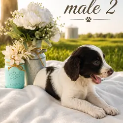 Brittany spaniel male 2