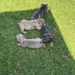 🐾 AKC Registered French Bulldog Puppies 🐾