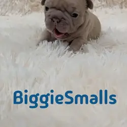 French bulldog, big rope lilac , Isabella,