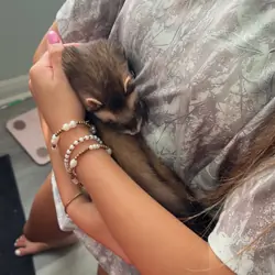 2 ferrets