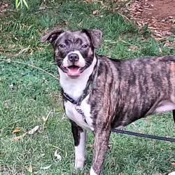 Free brindle Pitt bull mix very sweet and friendly