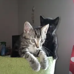 Kitten
