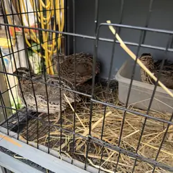 Pharaoh brown quail group of 5