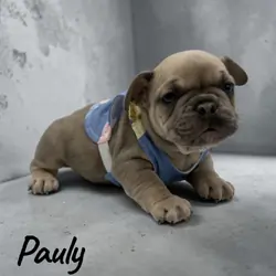 Meet Pauly