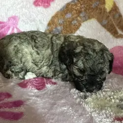 Maltipoo’s
