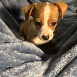 Chiweenie puppies