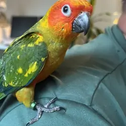 Sun Conure Parrots- Henrietta NY