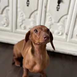Miniature Dachshund Puppy