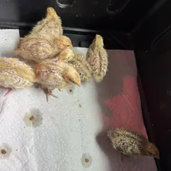Un sexed baby coturnix quail