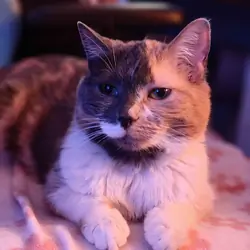 Lalachi | Female Cat | 9-years-old