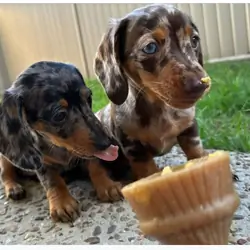 Miniature dachshund puppies