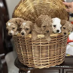 “Indy” Mini Cavapoochon Female