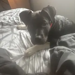 Pitbull mix