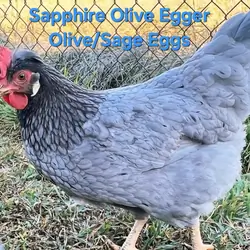 HENS PULLETS MINNESOTA