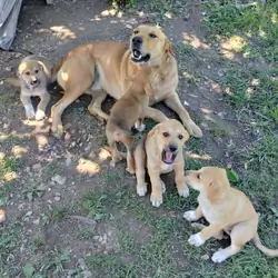 Pyrador puppies