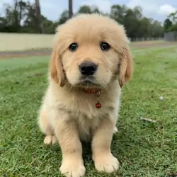 Beautiful Golden Retriever Puppies now ready