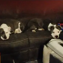 Purebred Blue Nose