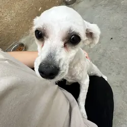 Maltipoo female