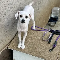 Male Maltipoo