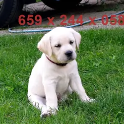 Male Labrador Retriever