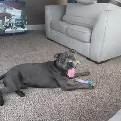 blue nose pit bull