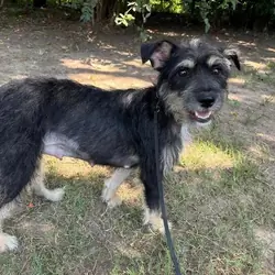 Adoption: 2year old schnauzer mix